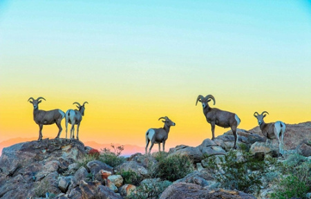 書亞樹國家公園的大角羊，第二名獲獎得主Koustubh Kulkarni 攝。(網(wǎng)頁截圖)