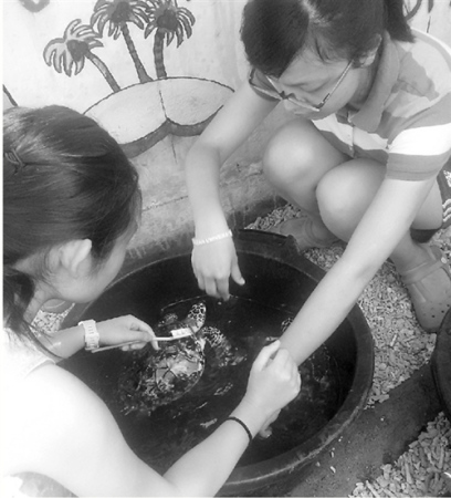 她在照顧海龜