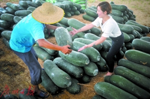 張?chǎng)┛吹截S收的瓜果，抑制不住興奮的心情。