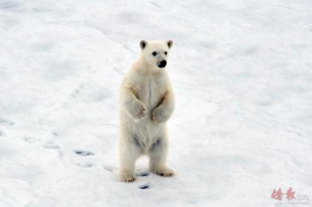 北極熊。(美國《僑報》)