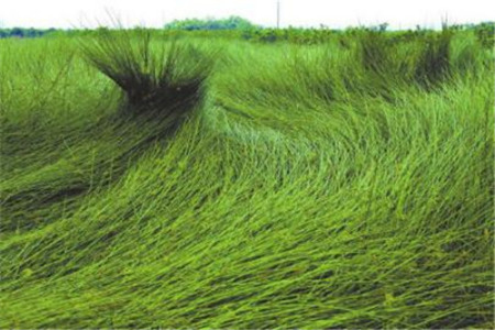 田里的還未收割時的藺草。