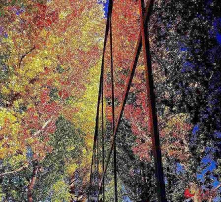 美國舊金山灣區(qū)的紅葉。（韓莎莎攝）