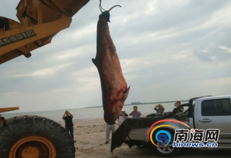 10月20日上午，文昌市清瀾高隆灣海域發(fā)現(xiàn)一只大魚(yú)擱淺在海灘上，經(jīng)現(xiàn)場(chǎng)初步判斷擱淺身亡的大魚(yú)為齒鯨，體長(zhǎng)約3米，重量約200公斤。