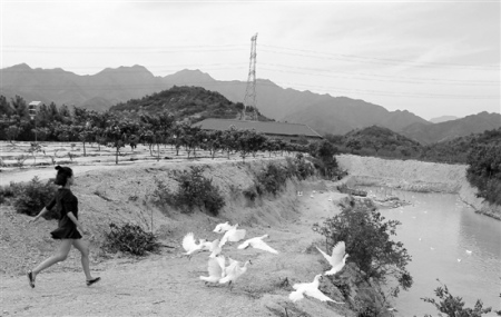 饒勝男開(kāi)心地趕鴨子下水。