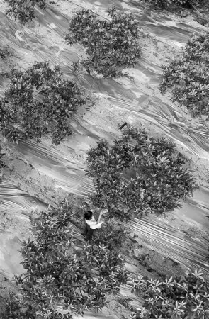 饒勝男的生態(tài)農(nóng)場(chǎng)有300多畝，每天都能看到她辛勤的身影。