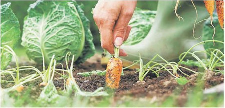 在后院種菜，老人更看重的是勞動(dòng)的樂趣。（新西蘭《中文先驅(qū)報(bào)》圖片）