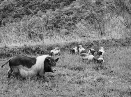 母豬帶著小豬覓食。