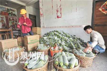 施良機(jī)(左)在同是右手殘疾的林連生(右)帶領(lǐng)下創(chuàng)建絲瓜基地。 (戴涵琦 攝)