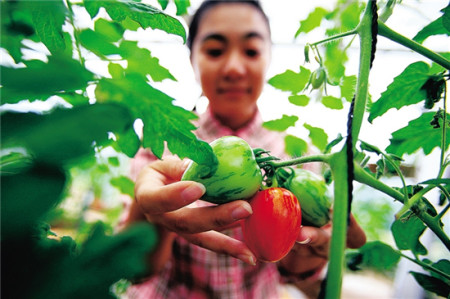 航天育種大棚里的五彩番茄。水木攝