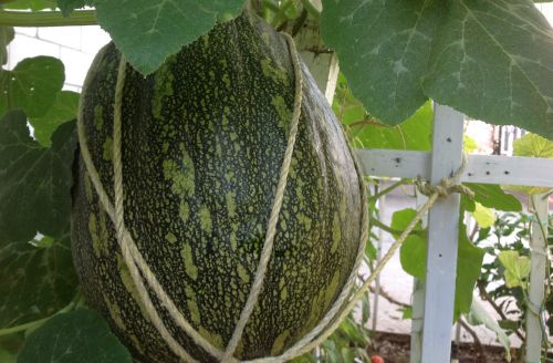 這只超級大瓜，據(jù)說摘的時候可是費足了勁兒，要一個大力的年輕人抱著，另一個人在上面剪枝。(美國《僑報》/劉老師供圖)