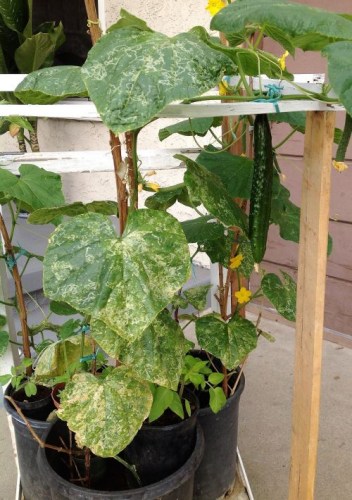 種在盆里的黃瓜。(美國《僑報》/劉老師供圖)