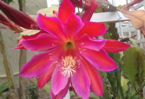 院子里盛開的曇花，此外還有各種玫瑰。(美國《僑報》/劉老師提供)