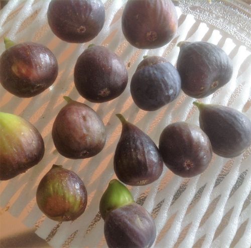 無花果據(jù)說有預(yù)防乳腺癌的功效，收到饋贈的馬女士很開心，拍照展示水果矩陣。(美國《僑報》/馬女士提供)