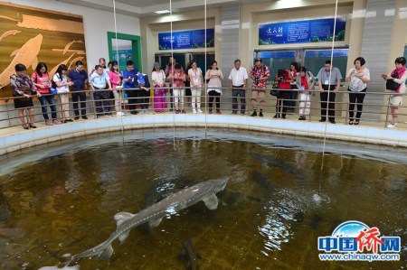 參觀中華鱘研究所 參觀中華鱘研究所