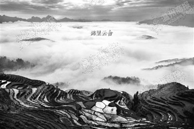 茗岙梯田。攝攝狼 攝