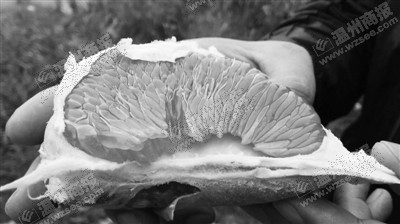 古磉柚。 劉娜筱 攝