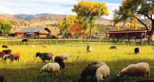 牧場的春季和秋季更美麗。 (美國《僑報》/敏芝供圖)