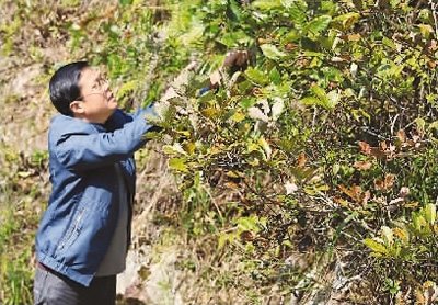 　圖為陳宜忠在農(nóng)場(chǎng)修剪果樹。這是發(fā)展林下經(jīng)濟(jì)的一部分。