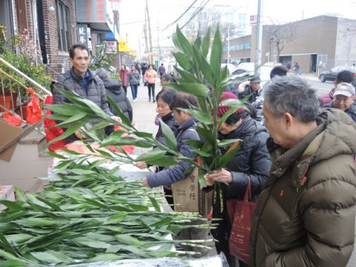 價(jià)格大眾化的富貴竹首天發(fā)售已經(jīng)賣出400多枝，生意火爆。(美國(guó)《世界日?qǐng)?bào)》/王靖雯 攝)