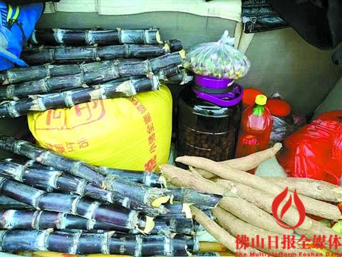 節(jié)后返回禪城的簡先生車尾箱內(nèi)裝滿親人送的甘蔗、木薯等家鄉(xiāng)特產(chǎn)。