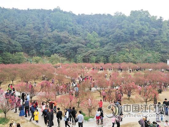 白水帶桃花競放迎來八方來客。