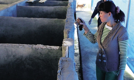 農(nóng)戶正在查看豪豬生長情況。通訊員 陳長宇 攝