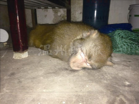 被麻醉了的猴子 被麻醉了的猴子