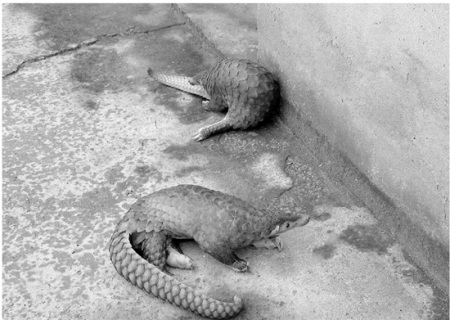 從陳某家查扣的穿山甲