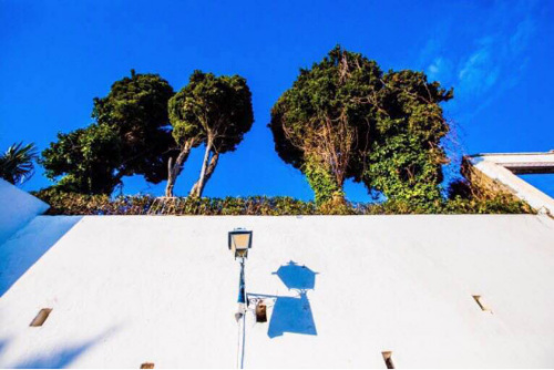 長在白墻上的樹，別具一格。蔡志勇攝