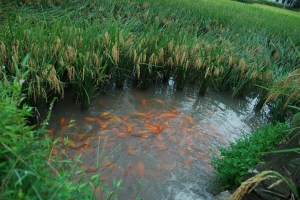方山鄉(xiāng)稻魚(yú)共生項(xiàng)目 方山鄉(xiāng)稻魚(yú)共生項(xiàng)目