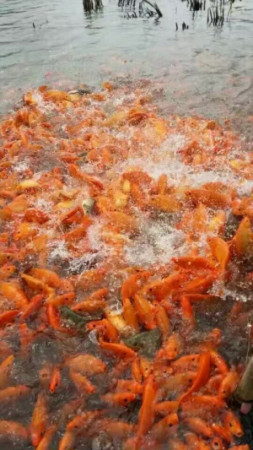 易天流水池塘養(yǎng)殖的魚(yú) 易天流水池塘養(yǎng)殖的魚(yú)