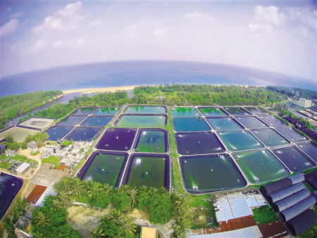 　俯瞰萬(wàn)寧市山根鎮(zhèn)排溪村200多畝的南美白對(duì)蝦和石斑魚養(yǎng)殖示范基地。其魚蝦混養(yǎng)模式，畝利潤(rùn)在萬(wàn)元以上。本報(bào)記者 袁琛 攝