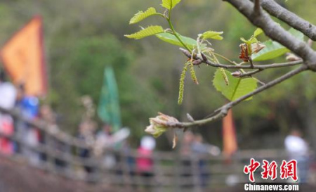 2017潮州橡木花會旅游周12日在廣東潮州開幕?！￡悊⑷?攝