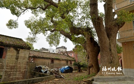 林家大院門前的大樟樹(shù)。