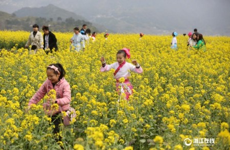 游客在花海中暢游。