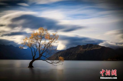 瓦納卡湖Lake Wanaka，新西蘭南島中西部湖泊，為新西蘭第四大湖。位于南阿爾卑斯山東麓，海拔280公尺，面積192平方公里。流域面積2543平方公里，為冰川堰塞湖，最深點(diǎn)可超過(guò)300公尺。四面環(huán)山，面積4776平方公里，只有約5000人口住在這里。湖里的樹(shù)看似孤獨(dú)，卻吸引了全世界人去圍觀。<a target='_blank' >中新社</a>發(fā) 張鐘明 攝
