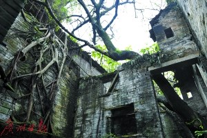 一座老宅內(nèi)長出了參天大樹，樹根盤踞在青磚墻上。