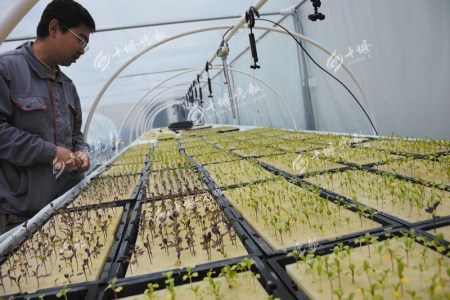 郭雨明查看幼苗長勢