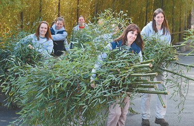 2月21日，熊貓“寶寶”啟程歸國前，華盛頓國家動物園工作人員在為“寶寶”準(zhǔn)備竹子。 　　人民視覺