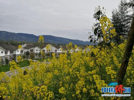 上里鎮(zhèn)共和僑愛新村概貌。由四川外僑辦提供 攝