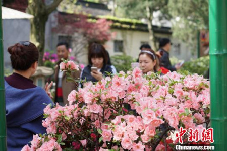 惠山古鎮(zhèn)內(nèi)的杜鵑花開的正當(dāng)時(shí)。　孫權(quán) 攝