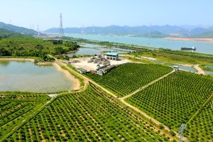 官沖窯遺址現(xiàn)在已經(jīng)變成了農(nóng)田林地。