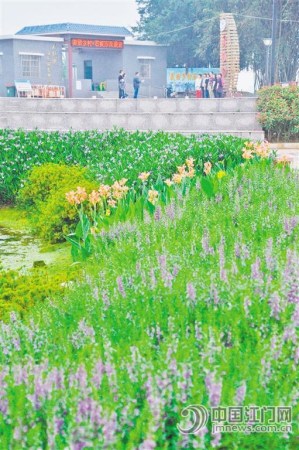 石板沙沙頭渡口附近，呈現(xiàn)鄉(xiāng)村高顏值美景。