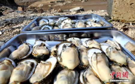 圖為肥美的生蠔。凌福龍 攝