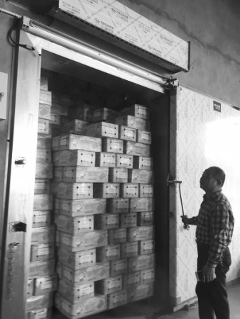 冷庫已經(jīng)快沒有存放空間了，卻還有很多胡蘿卜待收。本報(bào)記者王敏霞 攝