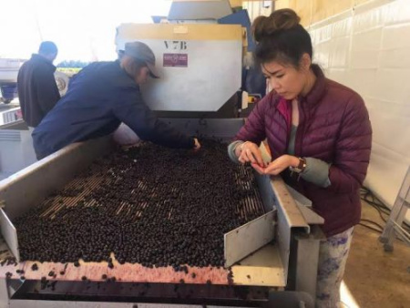 蒼蕊在法國葡萄酒莊園打工。（美國《僑報(bào)》資料圖）