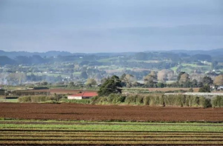 Pukekohe的原野（新西蘭先驅報中文網(wǎng)）