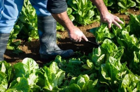 農(nóng)場（新西蘭先驅報中文網(wǎng)）