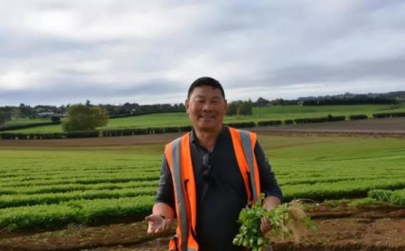 在田間（新西蘭先驅報中文網(wǎng)）