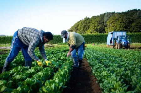 農(nóng)場工人（新西蘭先驅報中文網(wǎng)）